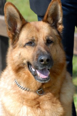 Il COMMISSARIO REX, QUANDO LA REALTA’ SUPERA LA FINZIONE: UNA VERA AGGRESSIONE INTERROMPE LE RIPRESE DELLA SERIE TV.