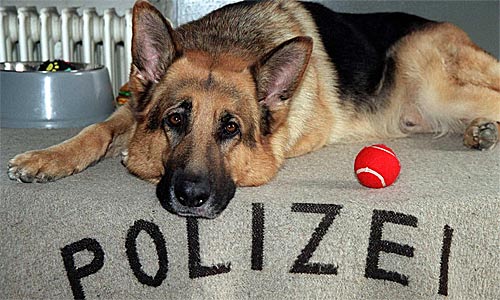 REX, IL NUOVO DERRICK