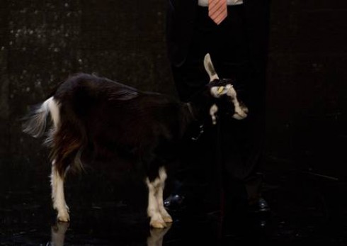 CI TOCCA ANCHE LA CAPRA NELLA SCUOLA DI ATENE. VITTORIO SGARBI DRIBBLA LA CAMPAGNA ELETTORALE E DIVENTA MATTATORE ASSOLUTO (PER POCHI).