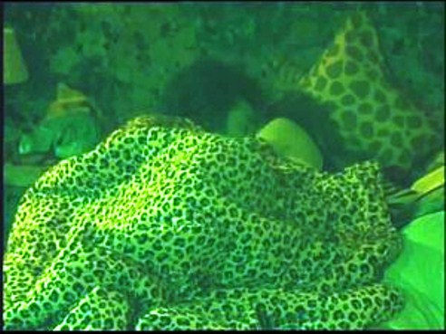 BIG BROTHER BRASIL 12: SOSPETTO STUPRO DOPO SOLI 5 GIORNI DI ORMONI ALLE STELLE (FOTO)