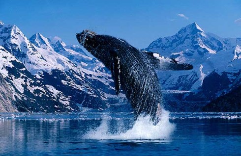 ASCOLTI TV DI GIOVEDI 26 LUGLIO 2012: SUPERQUARK VINCE CON 2,9 MLN E IL 16.89%. UNA PROPOSTA PER DIRE SI’ AL 12.74%. LIMITI SCENDE ALL’11%