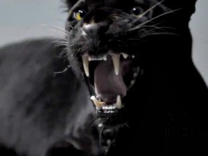 ADRIANO CELENTANO VS LADY GAGA: QUANDO IL SOSPETTO PLAGIO E’ DIETRO L’ANGOLO