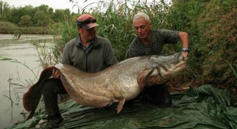 DM LIVE24: 7 GENNAIO 2013. RIVER MONSTERS SU DISCOVERY CHANNEL, IACCHETTI TORNA A STRISCIA