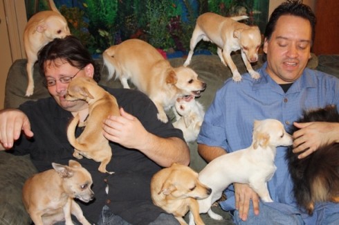 DM LIVE24: 2 MARZO 2013. THE VOICE IN HD, MARIA LUISA BUSI TORNA AL TG1, SEPOLTI IN CASA:ANIMALI SU REAL TIME