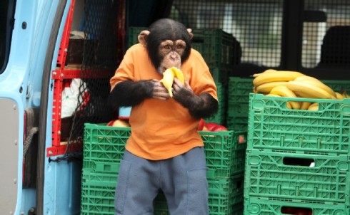 IL NOSTRO AMICO CHARLY: TORNA PER L’ULTIMA STAGIONE LA SCIMMIETTA DI RAI2