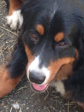 A CUCCIA DI CUORI: CANI E GATTI SOLI O ABBANDONATI ARRIVANO NEL DAYTIME DI LA5 DA SETTEMBRE