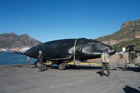 IL MEGALODONTE E IL SUPER COCCODRILLO NELLA PRIMA SERATA DI DMAX