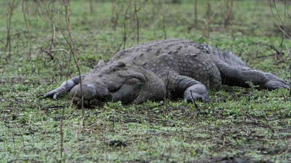 ASCOLTI SKY | 14 AGOSTO 2015