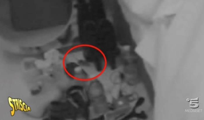 UNA ZOCCOLA NELLA CASA DEL GRANDE FRATELLO 14 (FOTO)