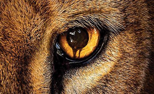 ZOO: ANIMALI IN RIVOLTA SU RAI4