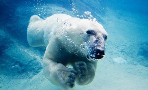 PROGRAMMI TV DI STASERA, MERCOLEDÌ 20 LUGLIO 2016. SU RAI1 SUPERQUARK