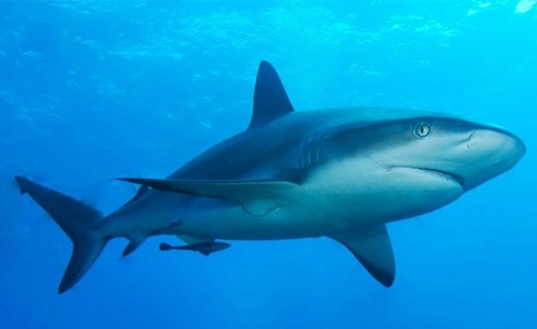 PROGRAMMI TV DI STASERA, MERCOLEDÌ 3 AGOSTO 2016. SU RAI1 NUOVO APPUNTAMENTO CON SUPERQUARK