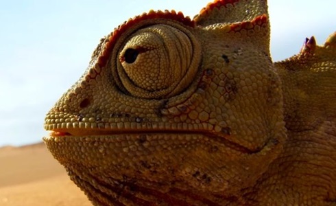 Programmi TV di stasera, giovedì 30 marzo 2017. Su Rete4 secondo appuntamento con Planet Earth II