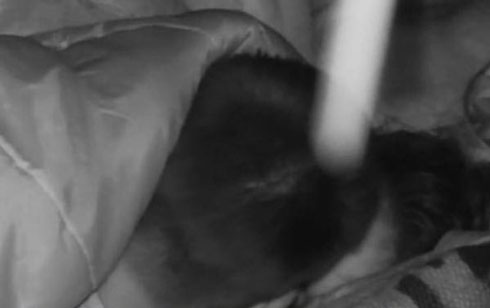 Isola, giorni 6 e 7. Bacio tra Francesco Monte e Paola Di Benedetto. Le ragioni dell’abbandono di Chiara Nasti