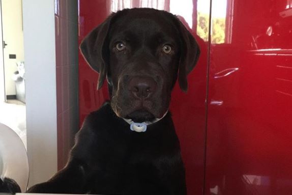 Mtv: «Riccanza» a quattro zampe. Arriva un docureality sui cani ricchi