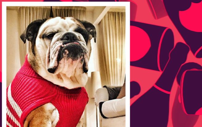 Riccanza! Vita da cani: ecco i rich dogs di Mtv