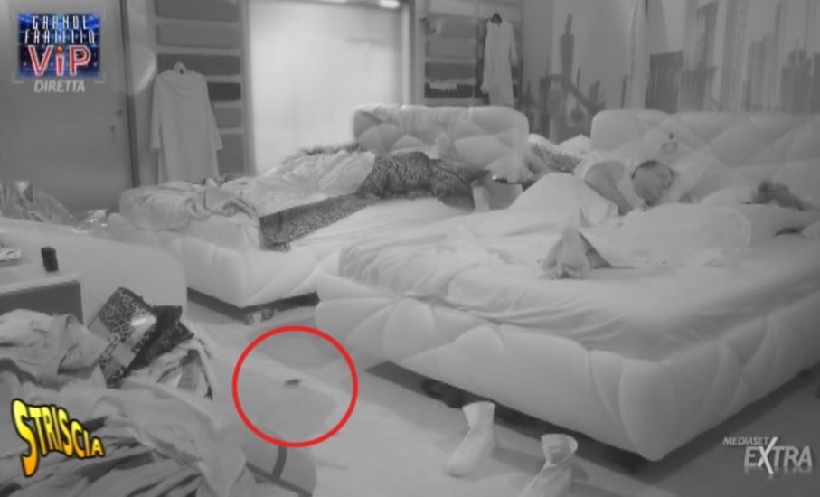 Topi nella casa del Grande Fratello Vip