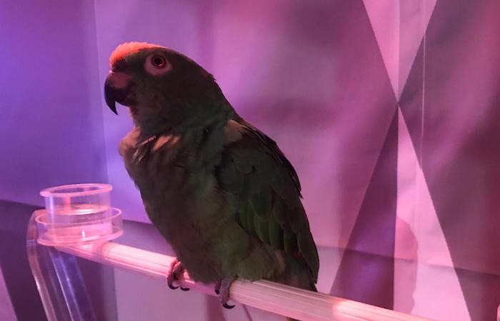 Programmi TV di stasera, sabato 8 dicembre 2018. Antonella Elia cerca l’anima gemella nell’ultima puntata di Portobello