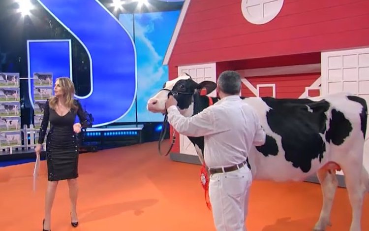 Rosita Celentano VS le mucche a Superbrain: «Povere bestie umiliate e abusate, non conoscete vergogna». La replica di Perego e Presta