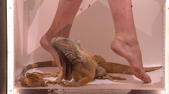 Ciao Darwin 8, nella quinta puntata Belli vs Brutti. Bonolis denunciato alla Questura di Trapani