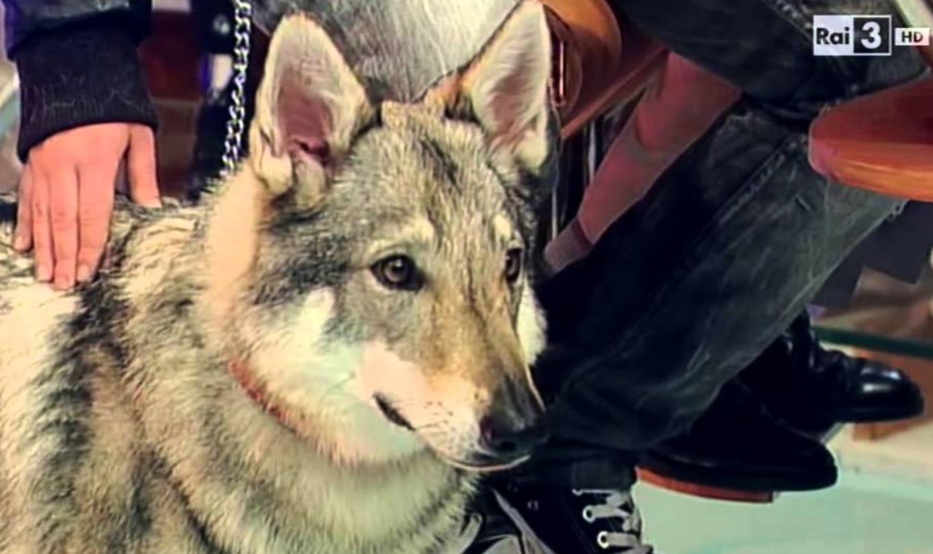 That’s amore: in access su Rai3 il legame tra uomini e animali