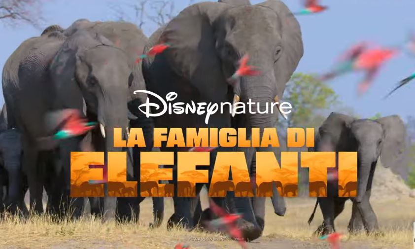 La Famiglia di Elefanti: su Disney+ arriva il docufilm con la voce di Meghan Markle (Elisa per l’Italia)