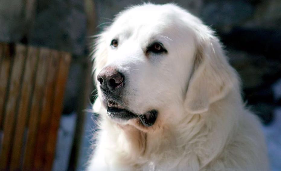 Ascolti TV | Venerdì 17 aprile 2020. Basta il 13.9% a Belle e Sebastien per vincere, Puoi baciare lo Sposo 12.4%