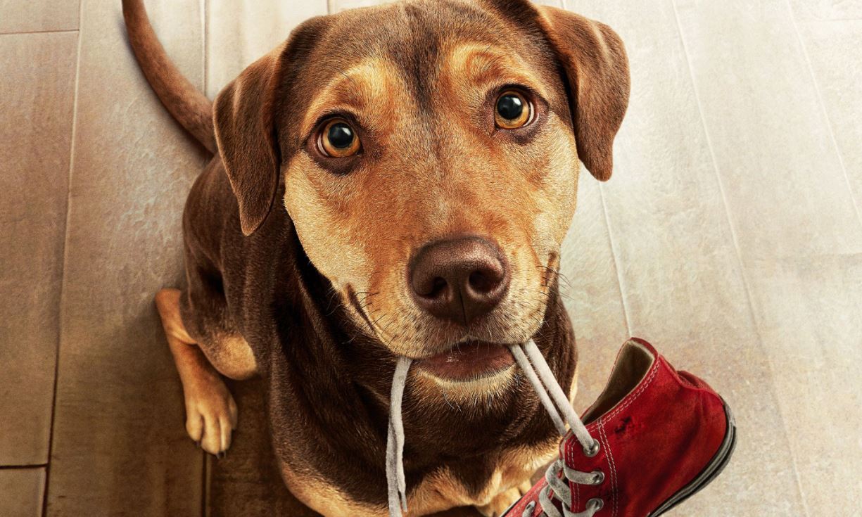 Programmi TV di stasera, domenica 2 gennaio 2022. Su Rai1, Un viaggio a quattro zampe