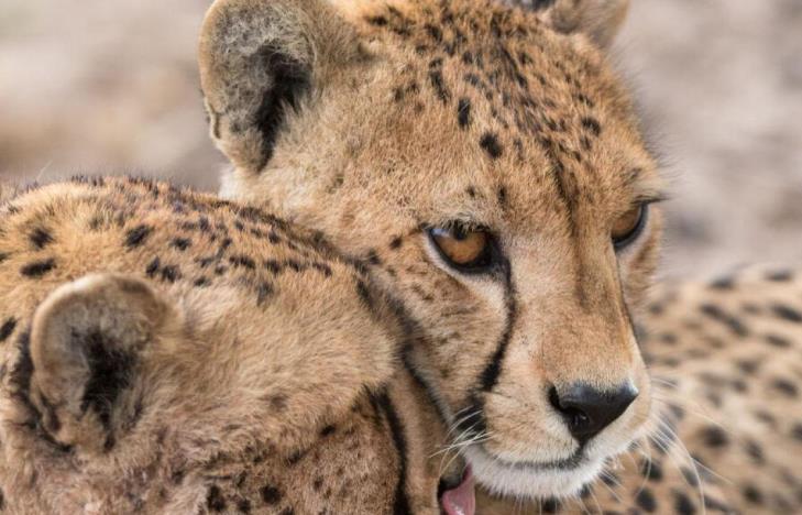 Programmi TV di stasera, martedì 21 giugno 2022. Su Rete 4 al via Dynasties – L’Avventura della Vita