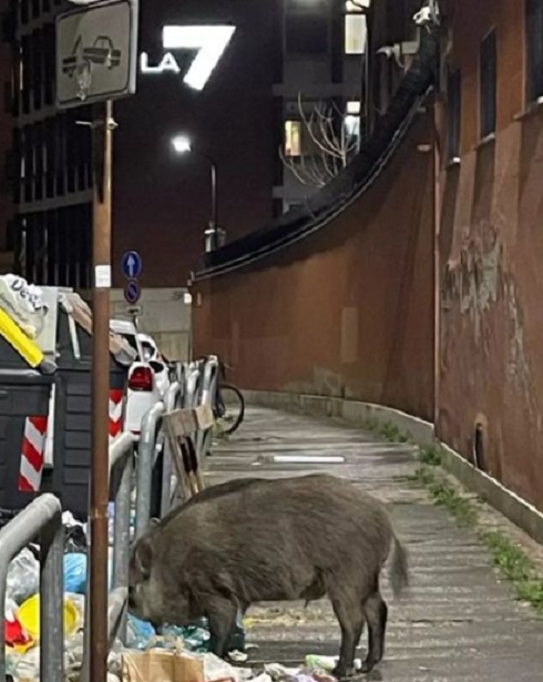 Un cinghiale sotto la sede de La7, Mentana: «Hanno saputo che da noi si invitano cani e porci»