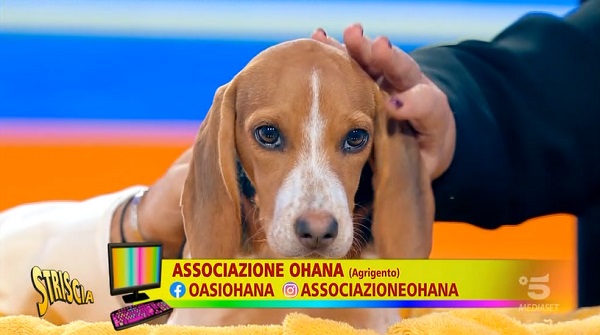 A Striscia la Notizia puoi chiamare il cane Uà, come lo show di Baglioni
