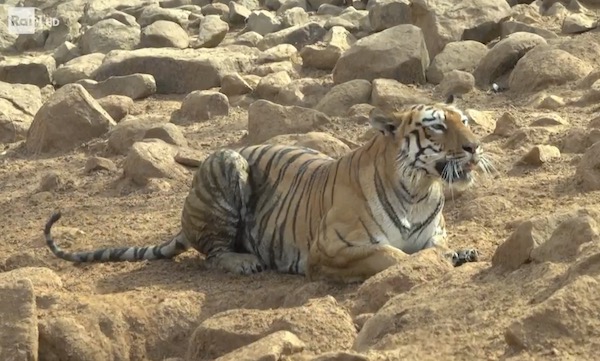 Ascolti TV | Giovedì 27 Luglio 2023. Noos cala (14% – 1,8 mln), Non Sono una Signora chiude al 6.7% (804 mila). I Pooh su Rai3 al 6.6% (928 mila). In Onda 6.5%-5.1%