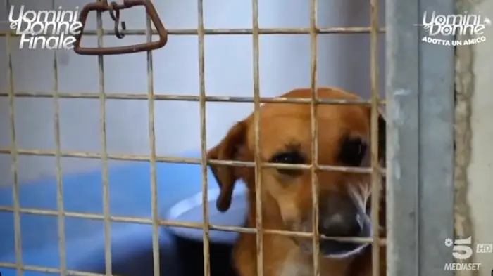 Maria De Filippi lancia le adozioni dei cani a Uomini e Donne