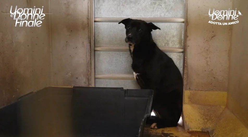 Pagelle Tv della Settimana n.15/2024