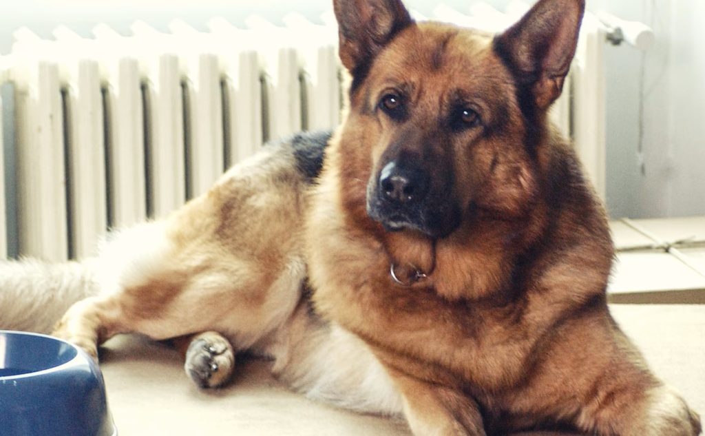 Il commissario Rex pronto al ritorno