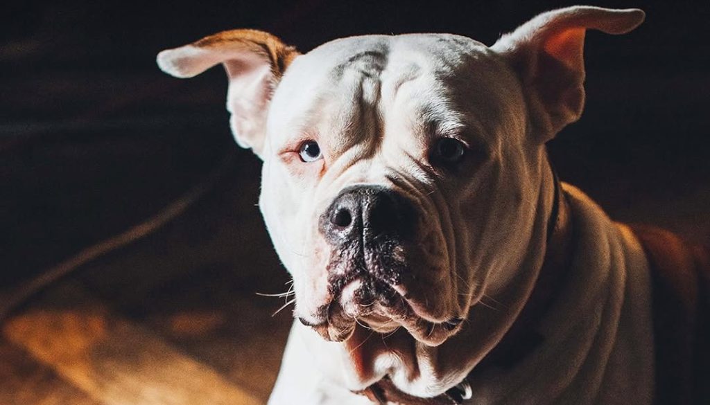 Chi va e chi viene nelle serie cult italiane