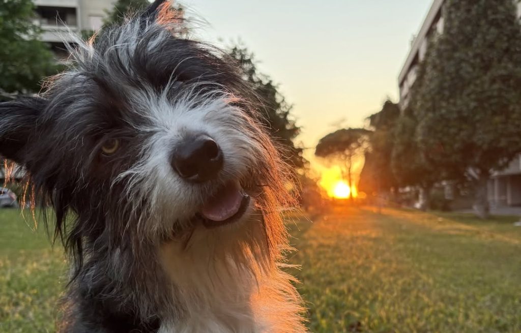 Ronda è il nuovo cane di Blanca 3