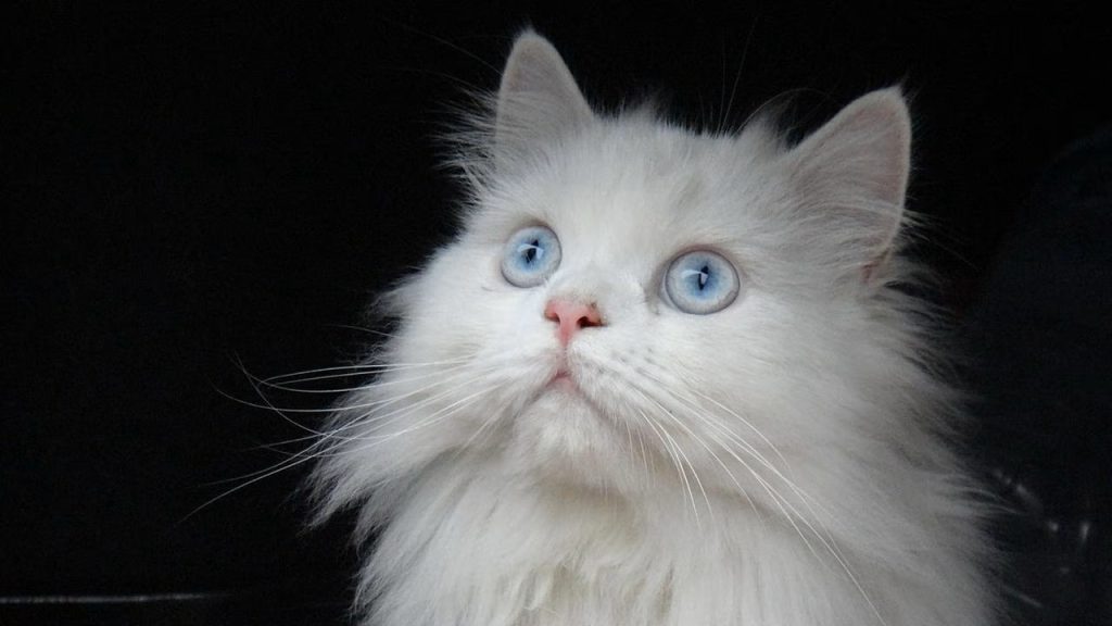 La Vita Segreta dei Gatti arriva su Rai 5