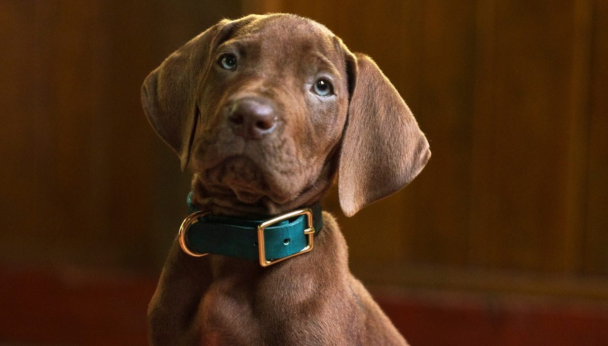 Scooby-Doo diventa un cane vero nella nuova serie Netflix