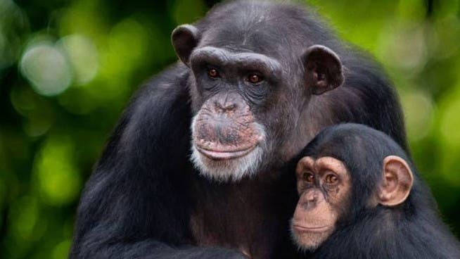 Vita da Scimpanzè